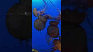 Jellyfishes sting Vancouver Aquarium vancouver aquarium shorts [upl. by Bunns]