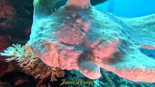 An Amazing Creature A Giant Frog Fish Antennarius commerson In Moalboal Cebu Philippines 🇵🇭 [upl. by Edurtreg]