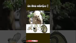 Most Intelligent Bird ll African Weaver Bird ll Telugu Facts [upl. by Kessler168]