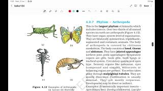 NCERT  BIOLOGY  NEET  CLASS 11  Chapter 4  ANIMAL KINGDOM  Classification of Animal  Part  2 [upl. by Euqcaj536]