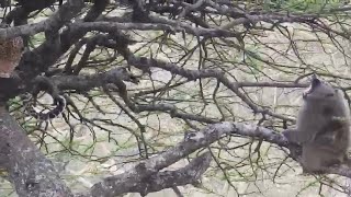 Male leopard is fearless against baboons [upl. by Gerrie]