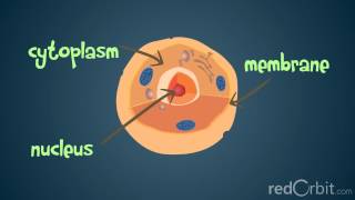 What is a Chromosome [upl. by Imoan734]