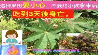 蓖麻的功效与作用Ricinus communis health benefitsmanfaat daun jaraK [upl. by Sidras]