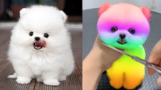 Cute Pomeranian Puppies Doing Funny Things 10  Cute and Funny Dogs [upl. by Yatnoj]