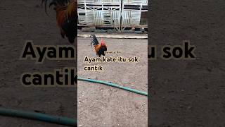 Tidak sok santok tapi memang syantik ayam ayamkateberkokok [upl. by Prisca]