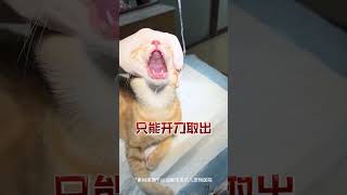 猫咪不会告诉你的五个秘密！关乎生命安全！猫咪知识 猫咪的秘密 养猫知识 [upl. by Juni669]