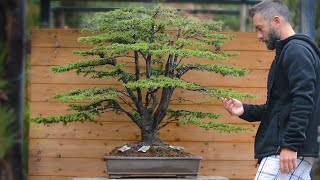 Massive Cedrus bonsai styling  Arkefthos Bonsai [upl. by Tierza969]