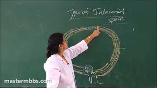 MBBS ANATOMY  Intercostal Space made Easy [upl. by Legnalos]