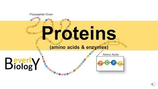 Proteins amp Enzymes updated [upl. by Ernaldus]