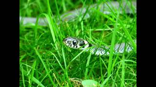 Snake Hissing sound  snake sounds  snake noises [upl. by Massiw]