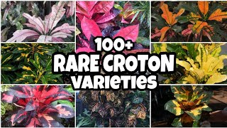 100 RARE CROTON  CODIAEUM VARIEGATUM SanFranciscoPlant TrendingPlant [upl. by Beulah]