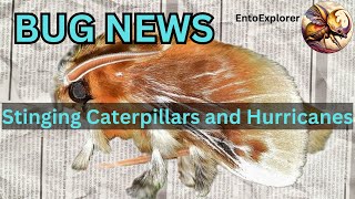 Venomous Caterpillars Trouble Hurricane Milton Victims [upl. by Aciamaj623]