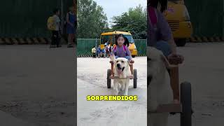 Perro Recoge a Dueña de la Escuela ❤️ [upl. by Ahcila]