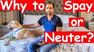 What is Spay or Neuter and Why Should You Spay or Neuter your Dog Everything You Need to Know [upl. by Elaina891]