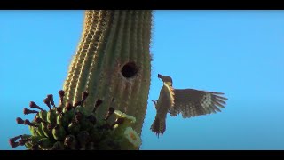 Saguaro Wilderness A Day in the Desert [upl. by Alien]