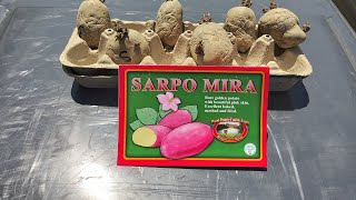 Container Planting Sarpo Mira Seed Potatoes 42423 [upl. by Dimitri]