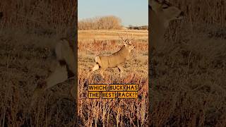 WHICH BUCK HAS THE BEST RACK deerseason deerhunting hunting deer bucks outdoors shorts [upl. by Enivid]