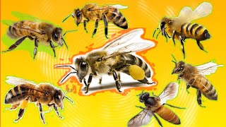 Sonido de Abejas  Bee Sound  zumbido de abejas  Abeja Zumbando [upl. by Alywt]