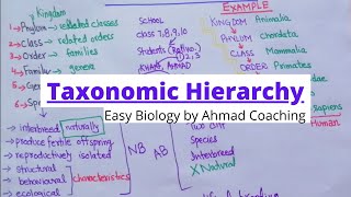 Taxonomic Hierarchy of Biology  Examples of Human and Daily Life [upl. by Avihs527]