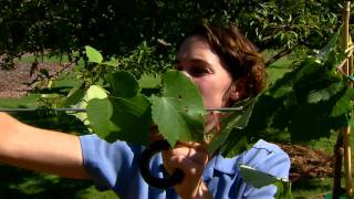 Pruning Grapes and Exploring other Fruits in the Orchard [upl. by Caton]