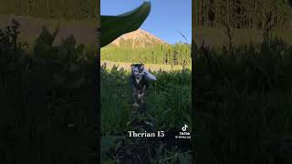 Therian Jumps Kitty goo shorts edit Therjan Jumps [upl. by Werdn]