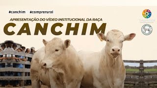 Apresentação do vídeo institucional da Raça Canchim [upl. by Sanborne]