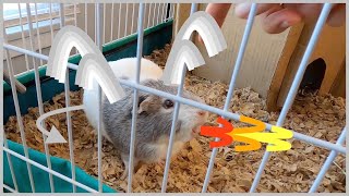 Guinea pig hisses like a dragon [upl. by Filbert]