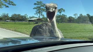 Ostrich Hits Car With Beak  1504011 [upl. by Zenobia]