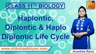 Haplontic Diplontic amp Haplo Diplontic Life Cycle  Plant Kingdom  CBSE Class 11 Biology [upl. by Sadinoel758]