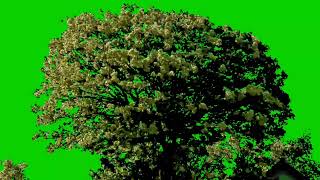 Tree Green Screen No Copyright  Free to use [upl. by Bakki188]