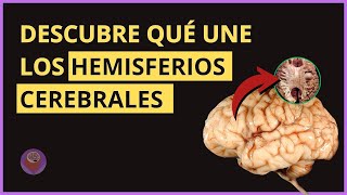 Cómo FUNCIONAN Los Hemisferios Cerebrales  Neuroaprendizaje [upl. by Liam867]