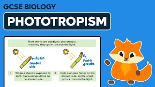 Phototropism  GCSE Biology [upl. by Micheline]