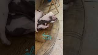 American Pit Bull Terrier Puppy Energy [upl. by Dusza]