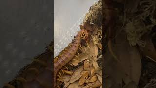 Scolopendra galapagoensis ‘Orange’ cleaning himself [upl. by Warthman876]