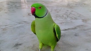 Indian Ringneck Parrot Random Sounds [upl. by Warila]