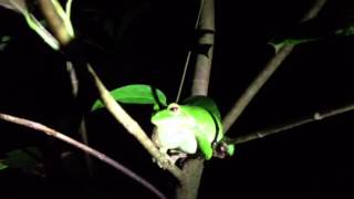 Giant Tree Frog [upl. by Lellih740]