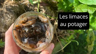 Comment gérer les limaces au jardin [upl. by Punke615]