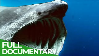 Phantoms of Evolution  The Unknown Underwater Predators  Free Documentary Nature [upl. by Virgina]