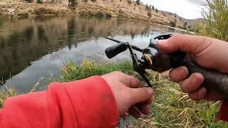 Nice steelhead on Deschutes River [upl. by Cheria]