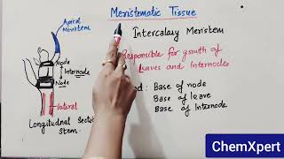 Meristematic Tissue  Class 9  Science  Chapter Tissue  CBSE  NCERT [upl. by Eldrida927]