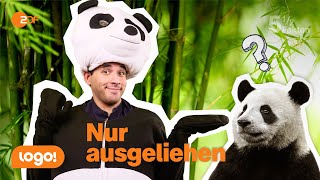 Wenn das passiert sind die Pandas weg  5½ Fakten [upl. by Eicats]