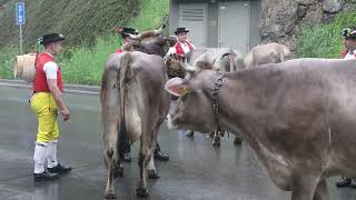 Alpfahrt Urnäsch Öberefahre Mai 2023 Swiss Tradition [upl. by Nnaylime]