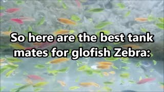 Glofish zebra danio best tank mates  what fish can you have with Glofish zebra fish [upl. by Sedecram835]