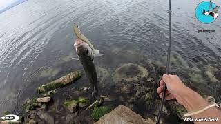 OSP Dolive Shad 45  Seabass Catch amp Release [upl. by Jeddy]