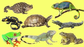 Learning Amphibians and Reptiles for Kids in English Vocabulary and Sounds [upl. by Aibun]