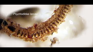 Psychodidae larva [upl. by Nyberg738]