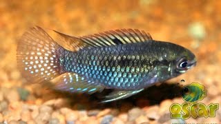 Laetacara curviceps  Acara bleu [upl. by Togram]