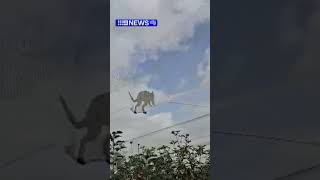 Kangaroo gets stuck on top of fruit orchard [upl. by Riane]