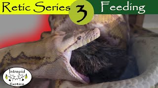 🟢Reticulated Python Diet and Feeding [upl. by Wardlaw]