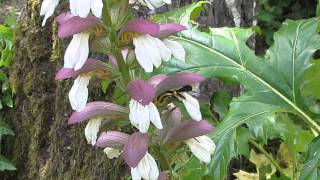 Xylocopa violacea dans les Acanthes [upl. by Oaht]